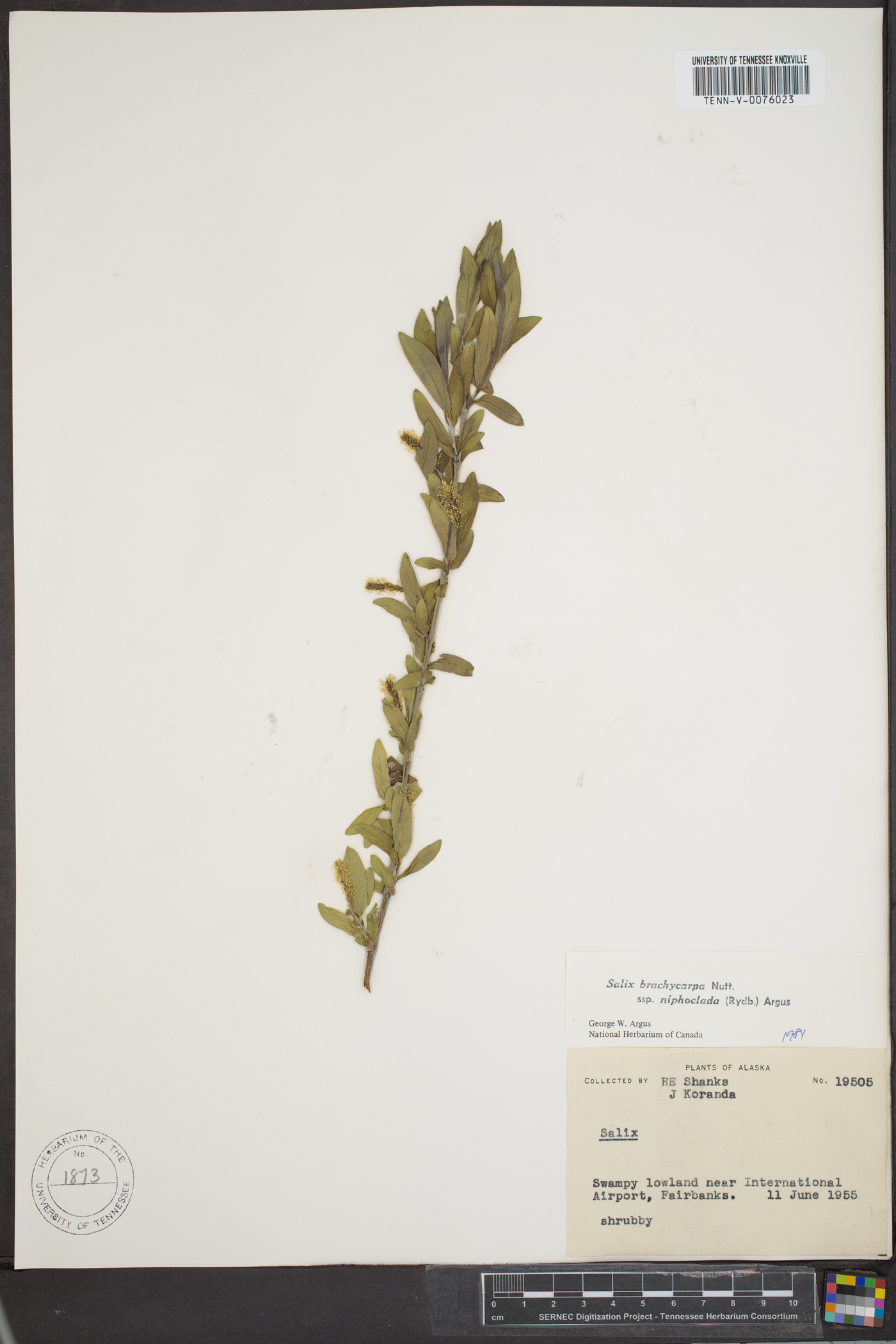 Salix brachycarpa subsp. niphoclada image