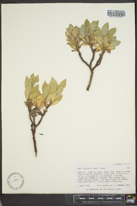 Salix calcicola image