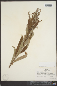 Salix caroliniana image