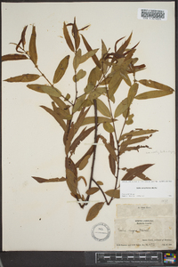 Salix caroliniana image