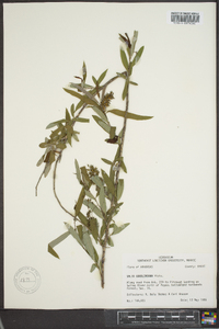 Salix caroliniana image