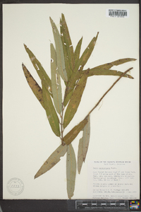 Salix caroliniana image