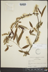 Salix caroliniana image