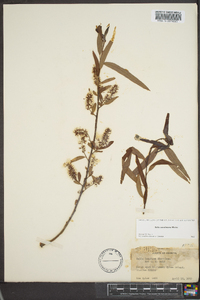 Salix caroliniana image