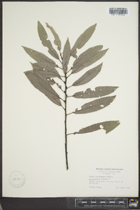 Salix caroliniana image