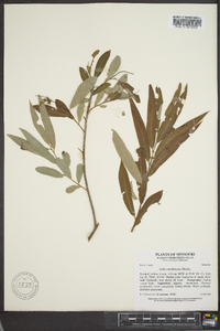 Salix caroliniana image