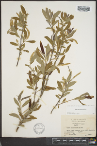 Salix caroliniana image