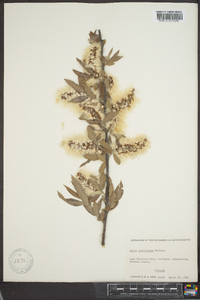 Salix caroliniana image