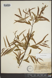 Salix caroliniana image