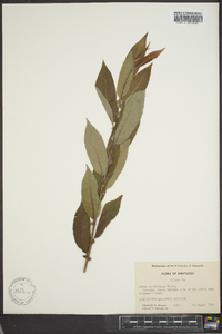 Salix caroliniana image