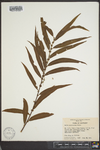 Salix caroliniana image