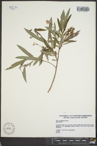 Salix caroliniana image