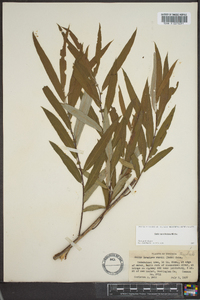 Salix caroliniana image