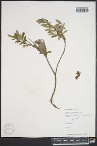 Salix niphoclada image