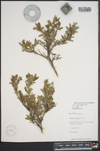 Salix niphoclada image