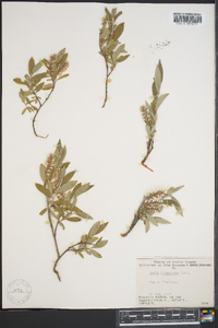 Salix niphoclada image