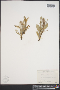 Salix niphoclada image