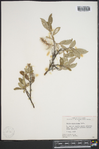 Salix niphoclada image