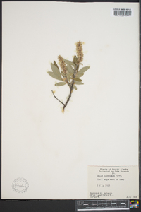 Salix niphoclada image