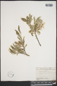 Salix niphoclada image