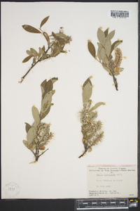 Salix niphoclada image