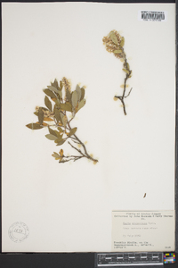 Salix niphoclada image