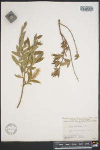 Salix niphoclada image