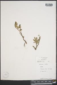 Salix ovalifolia image