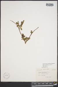 Salix ovalifolia image