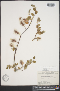 Salix ovalifolia image