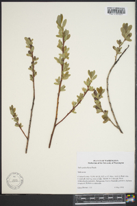 Salix pedicellaris image