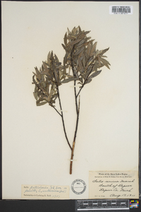 Salix petiolaris image