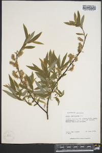 Salix petiolaris image