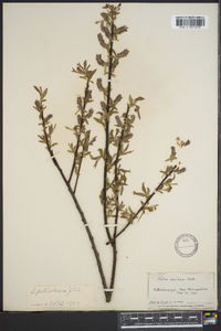 Salix petiolaris image