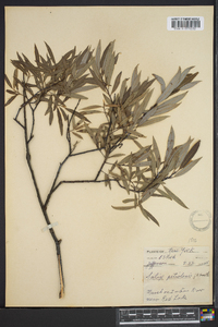 Salix petiolaris image