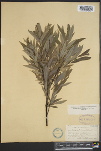 Salix petiolaris image