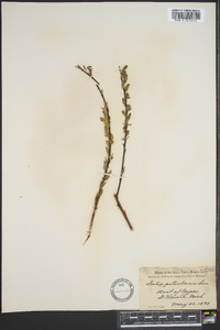 Salix petiolaris image