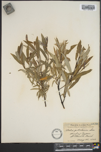 Salix petiolaris image