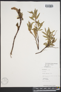 Salix phylicifolia image