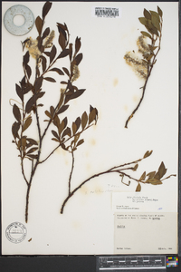 Salix planifolia image