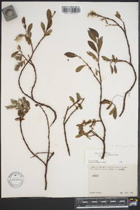 Salix planifolia image