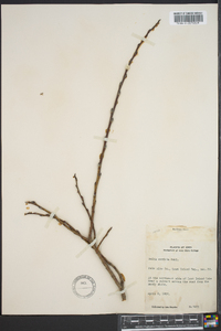 Salix cordata image