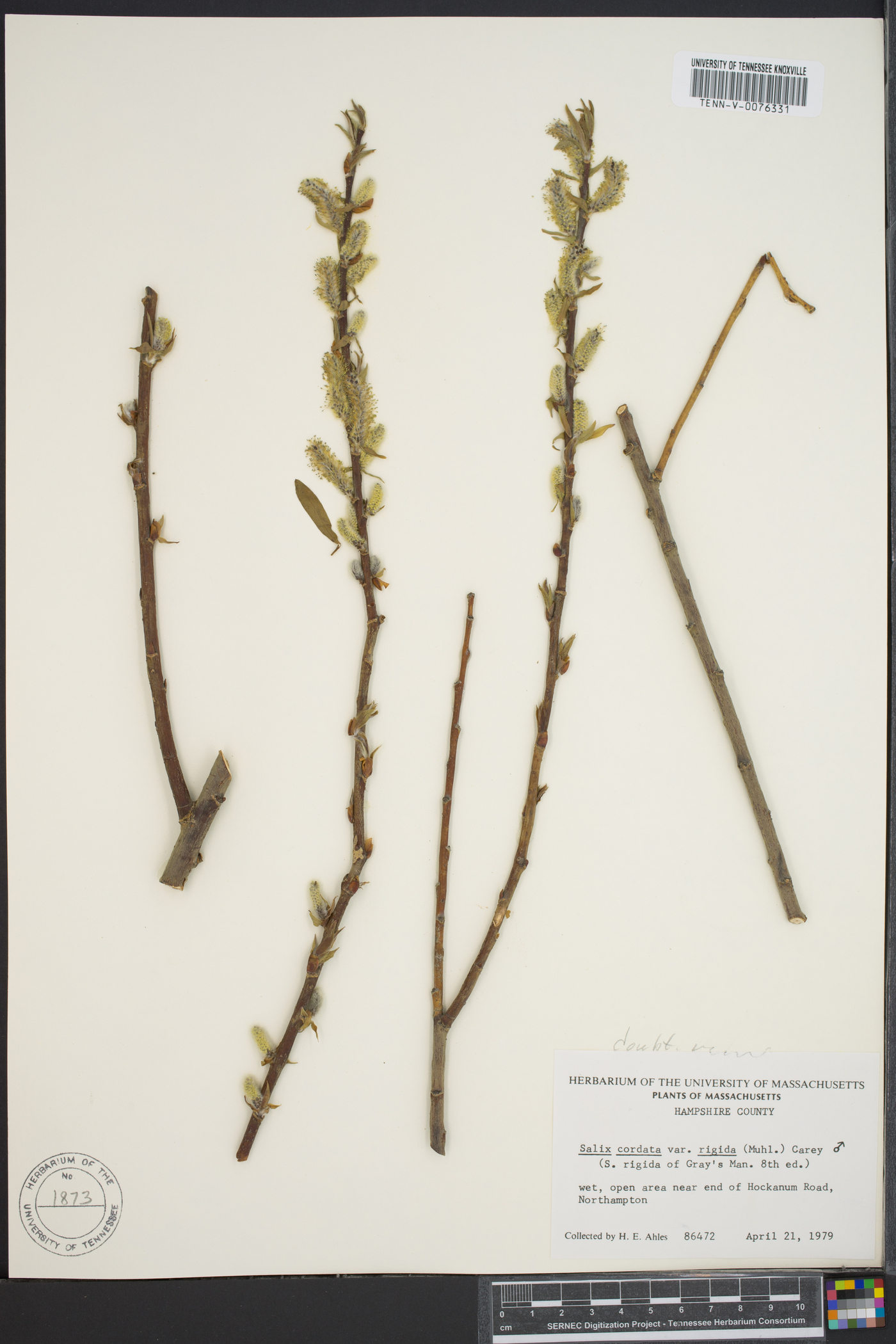 Salix cordata var. rigida image