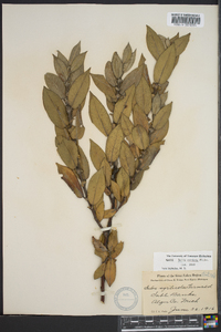 Salix cordata image