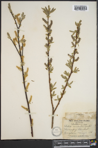 Salix cordata image