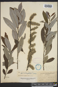 Salix discolor var. eriocephala image