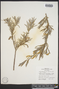 Salix exigua subsp. exigua image