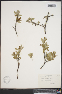 Salix glauca image