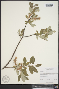 Salix glauca image