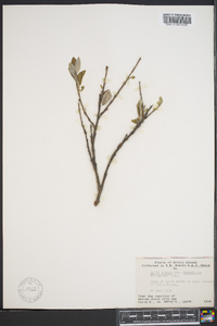 Salix glauca subsp. desertorum image